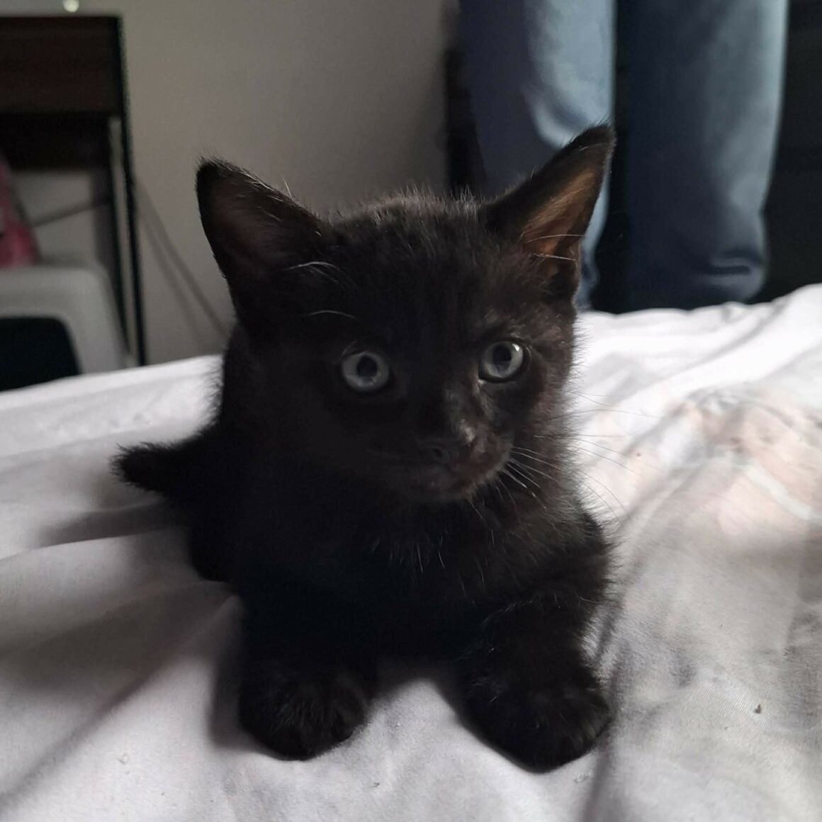 BALOO – chaton réservé