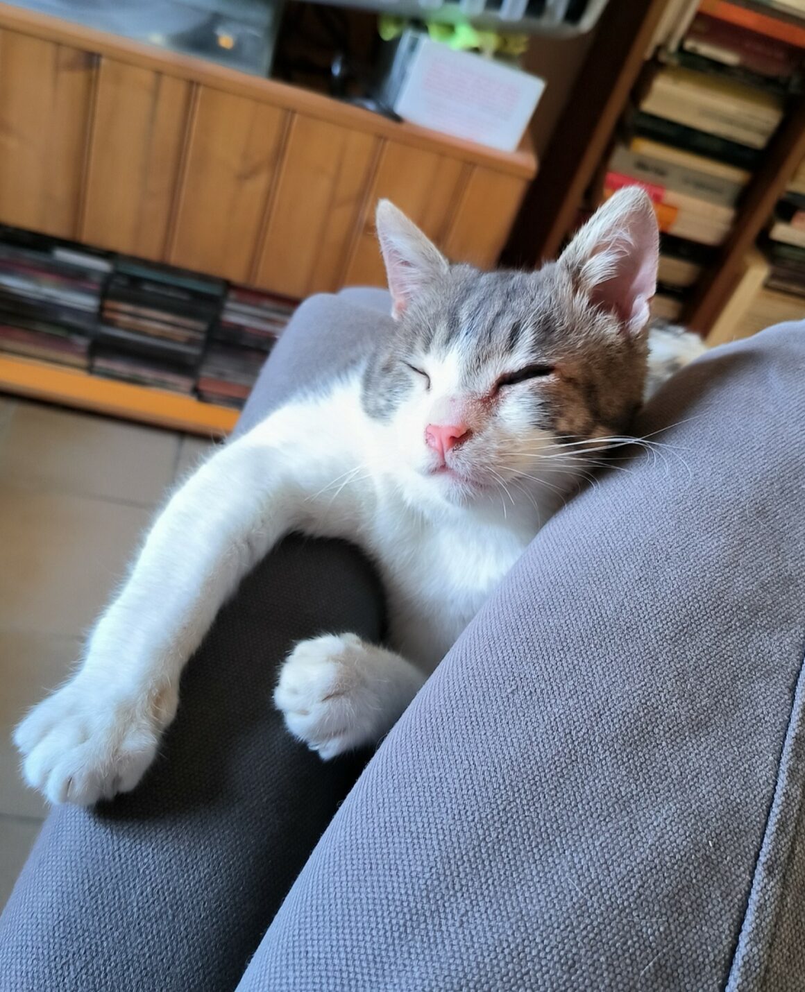 BALZAC – 1 an adopté