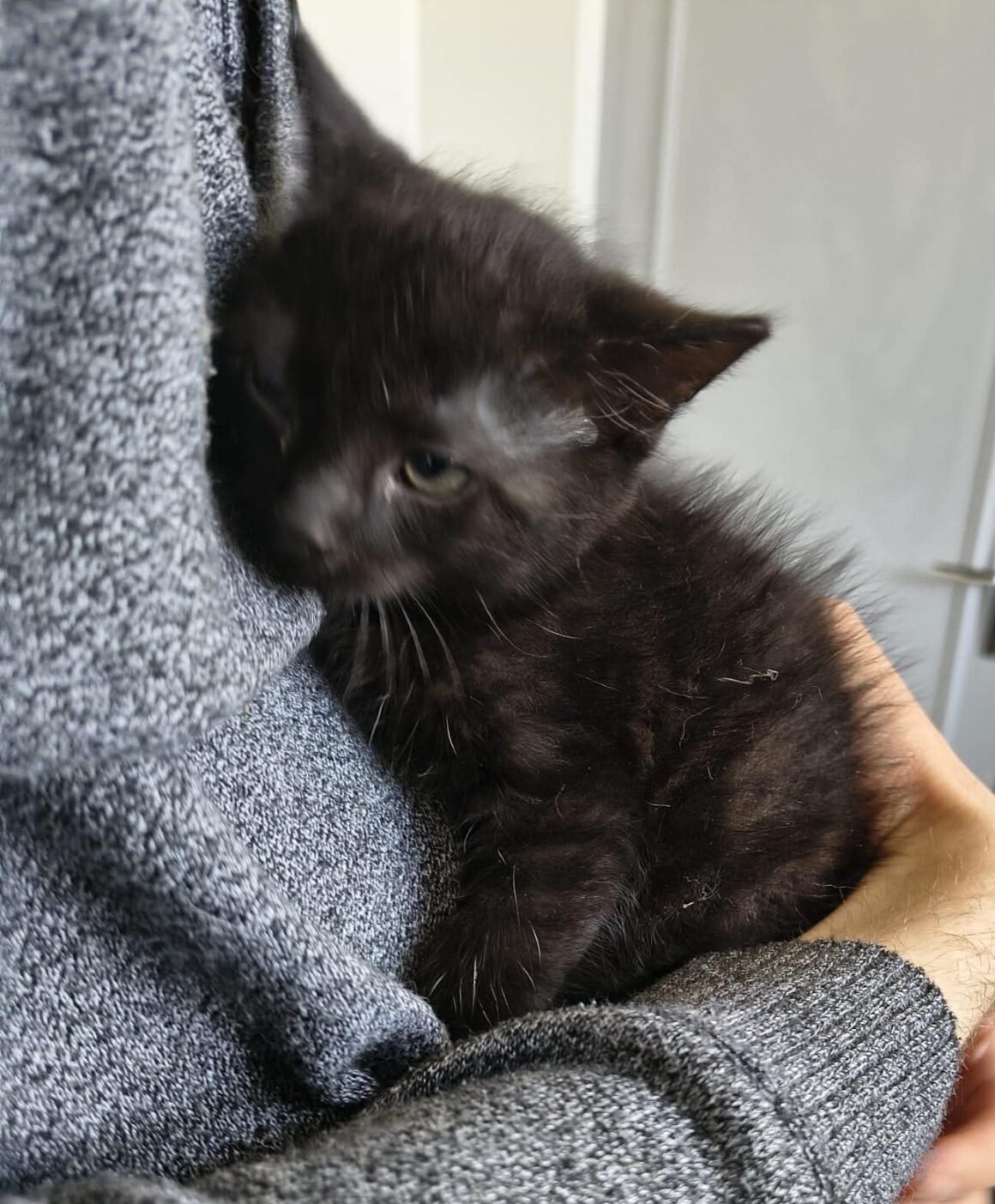 BANANIA – chaton