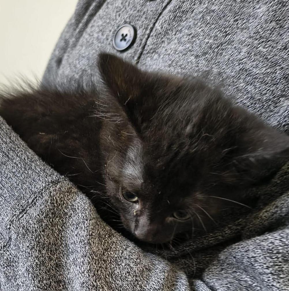 BANANIA – chaton
