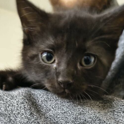 BANANIA – chaton