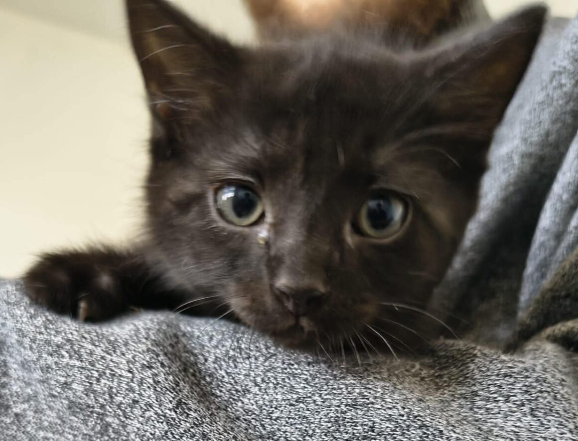 BANANIA – chaton