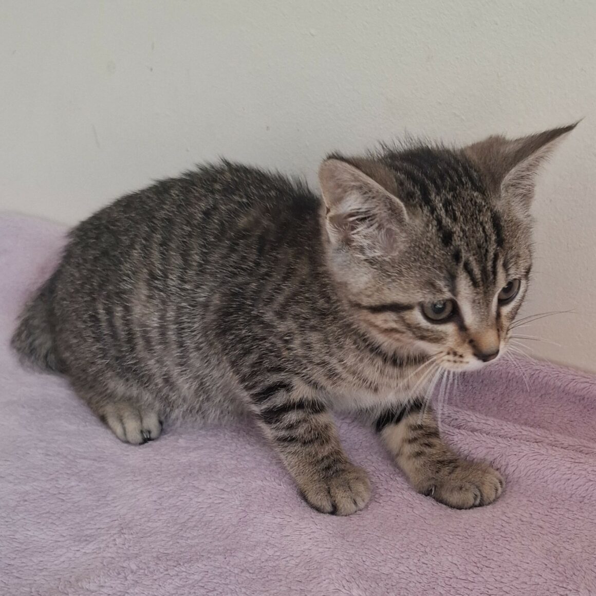 BARBIBUL- chaton