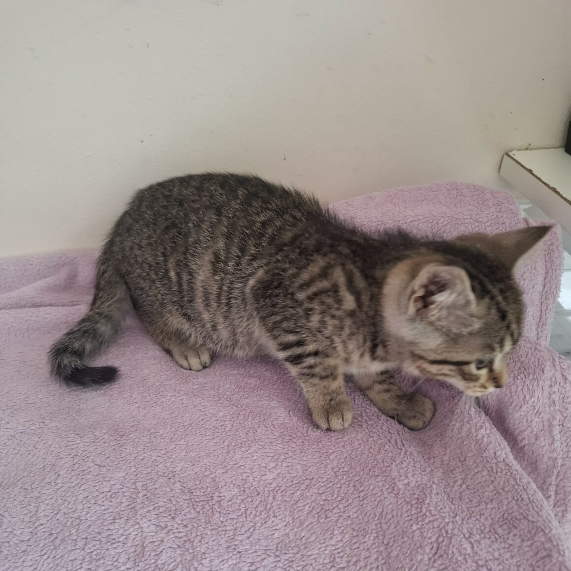 BARBIBUL- chaton