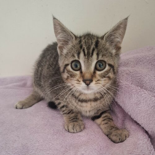 BARBIBUL- chaton