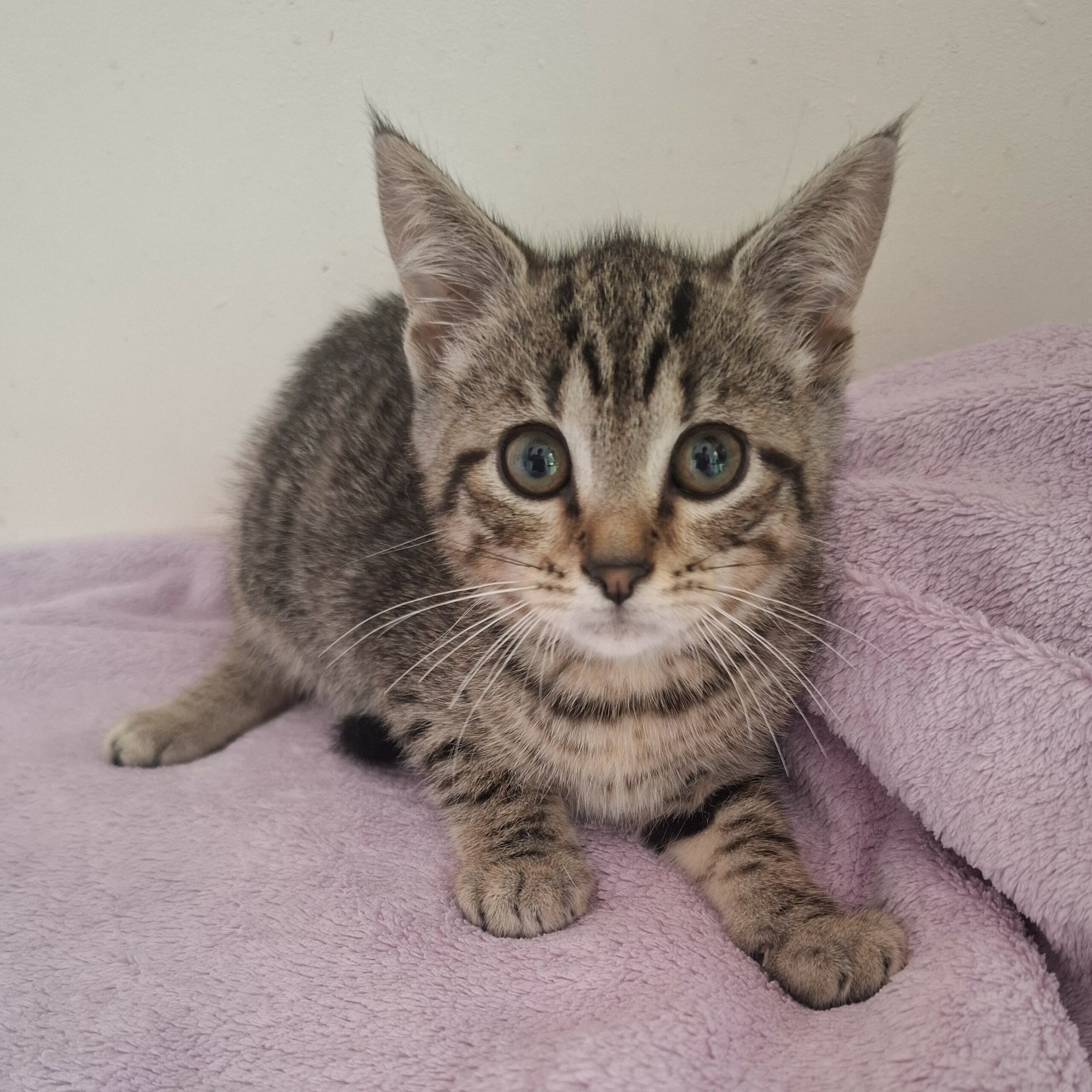 BARBIBUL- chaton