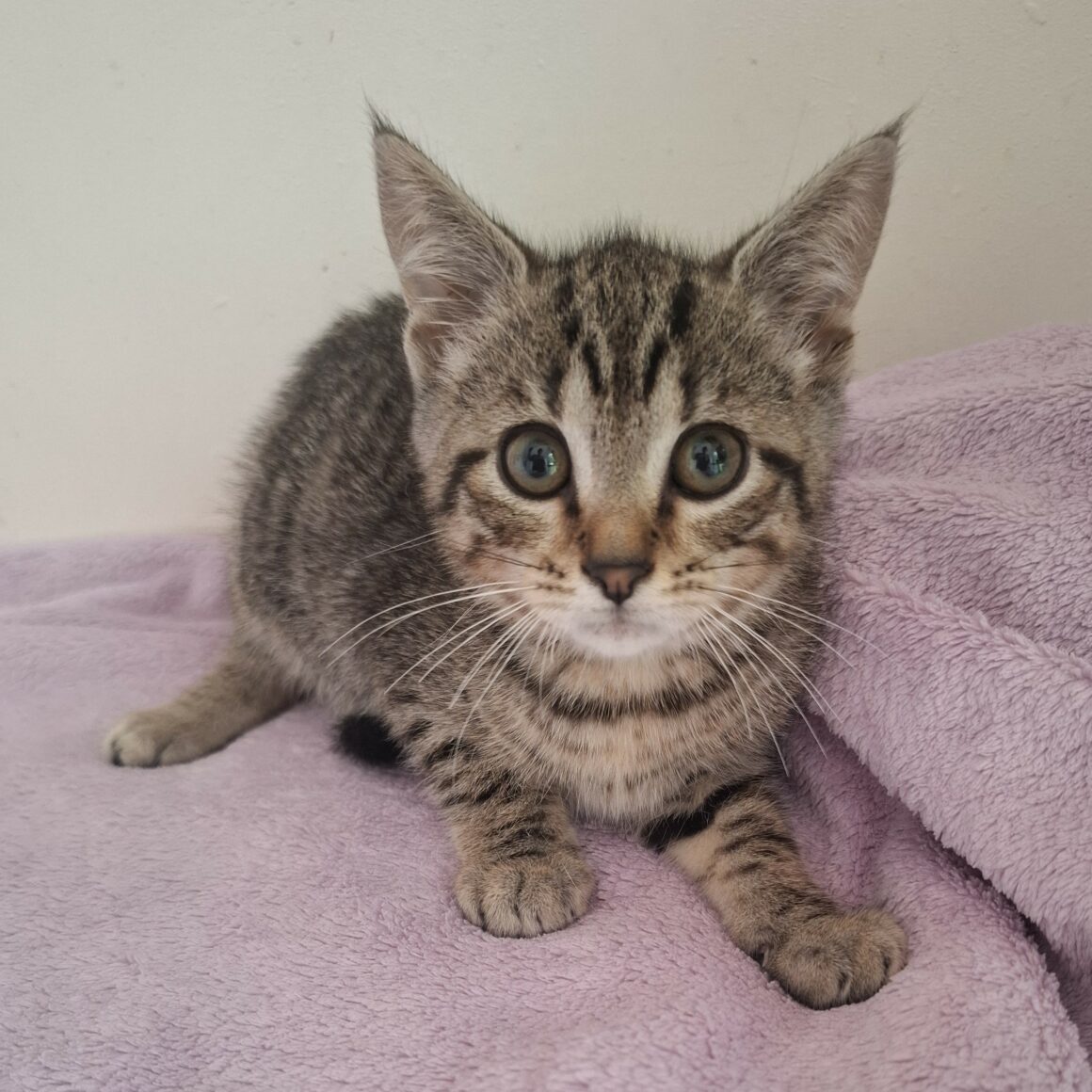 BARBIBUL- chaton
