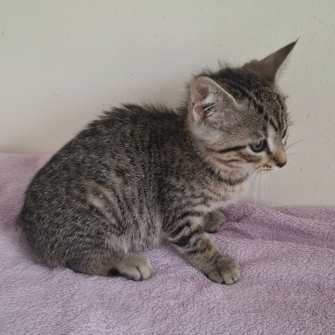 BARBIBUL- chaton