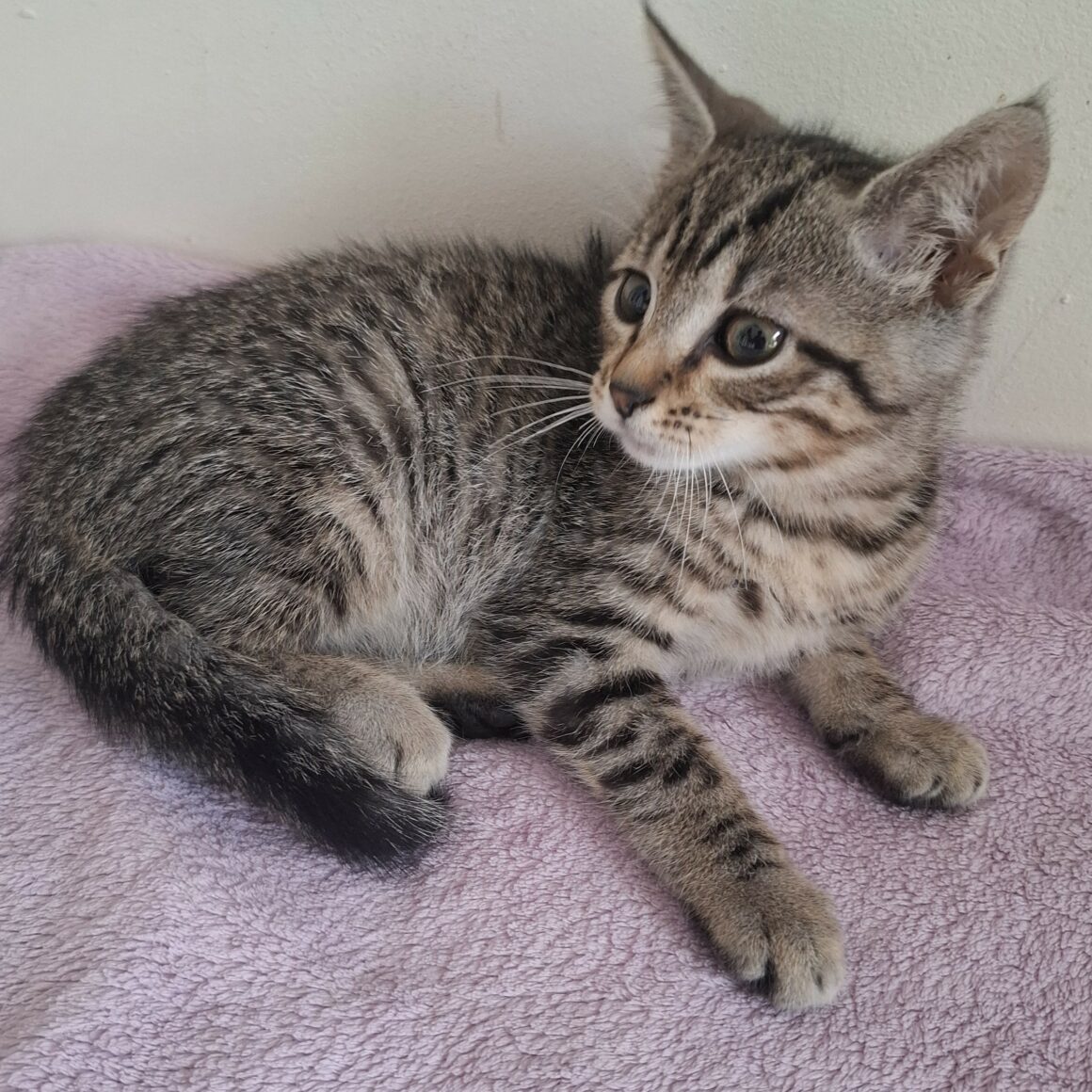 BARBIBUL- chaton