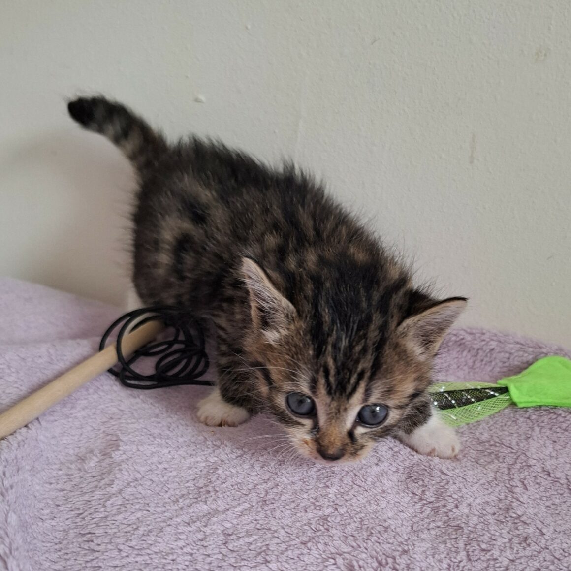 BARBIDOU- chaton
