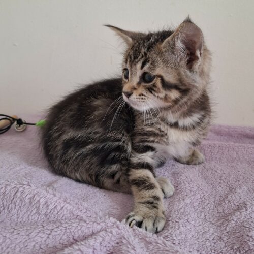 BARBIDOU- chaton