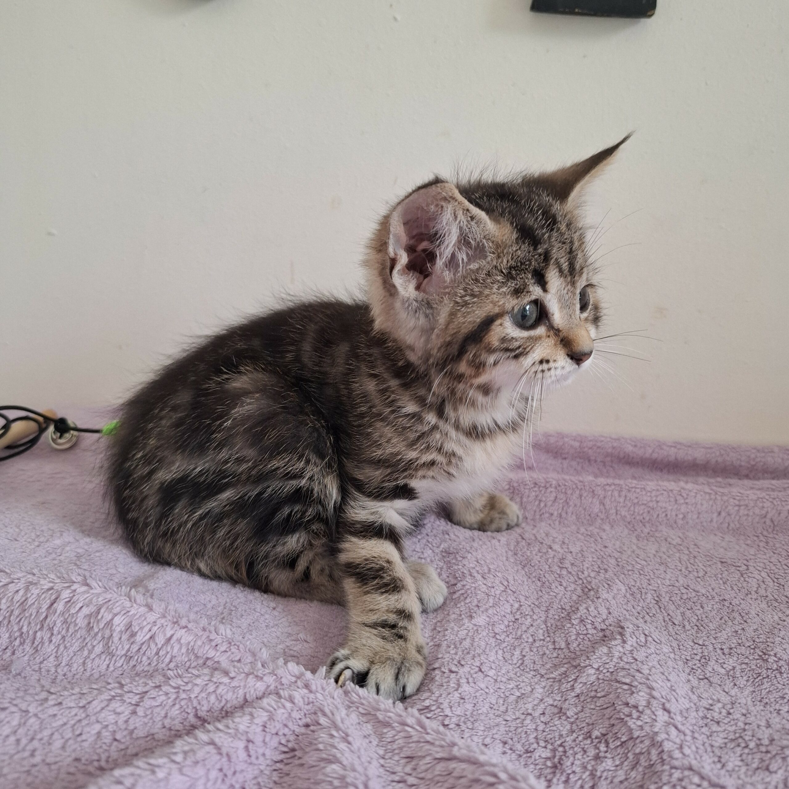 BARBIDOU- chaton