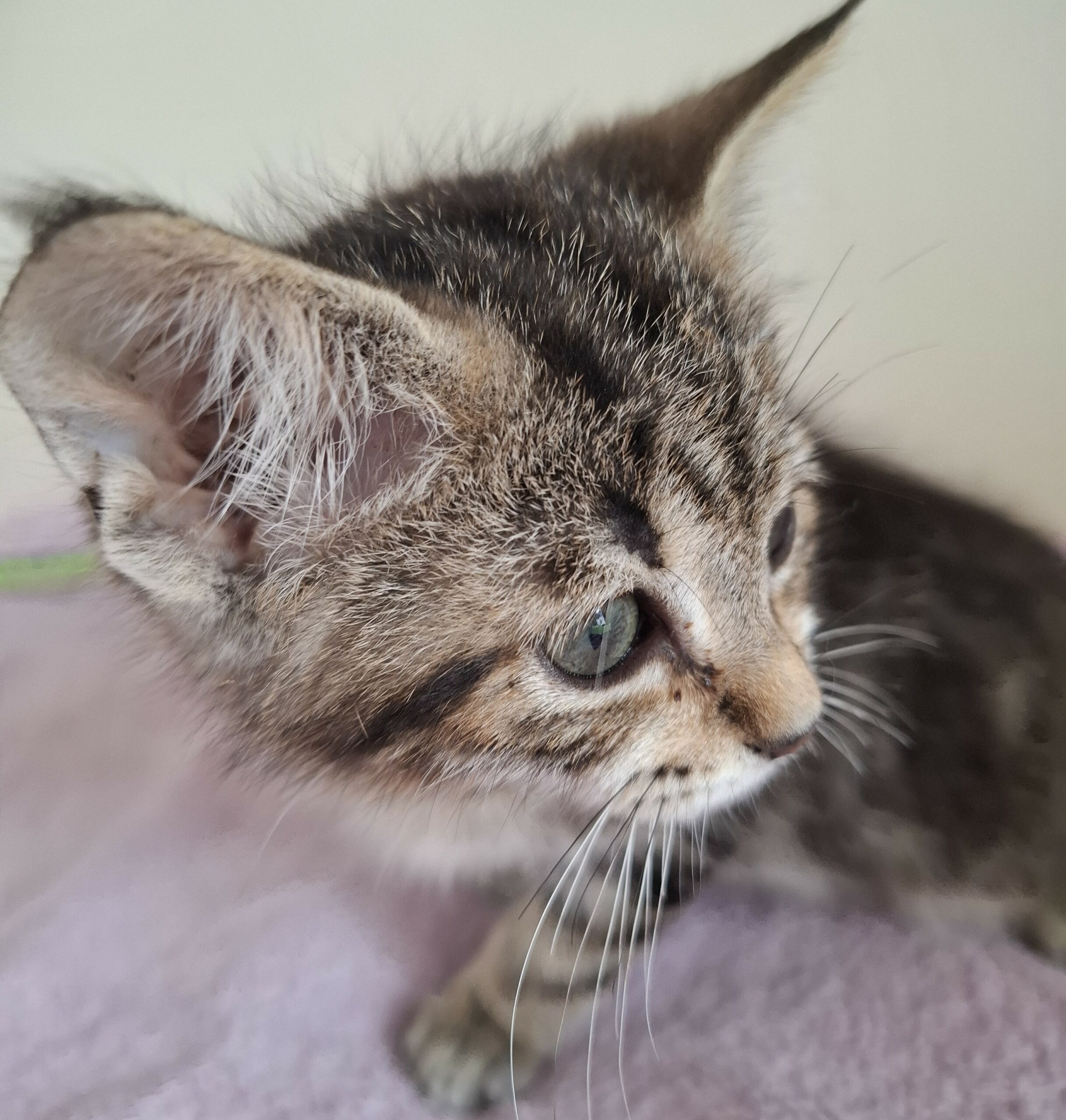 BARBIDOU- chaton