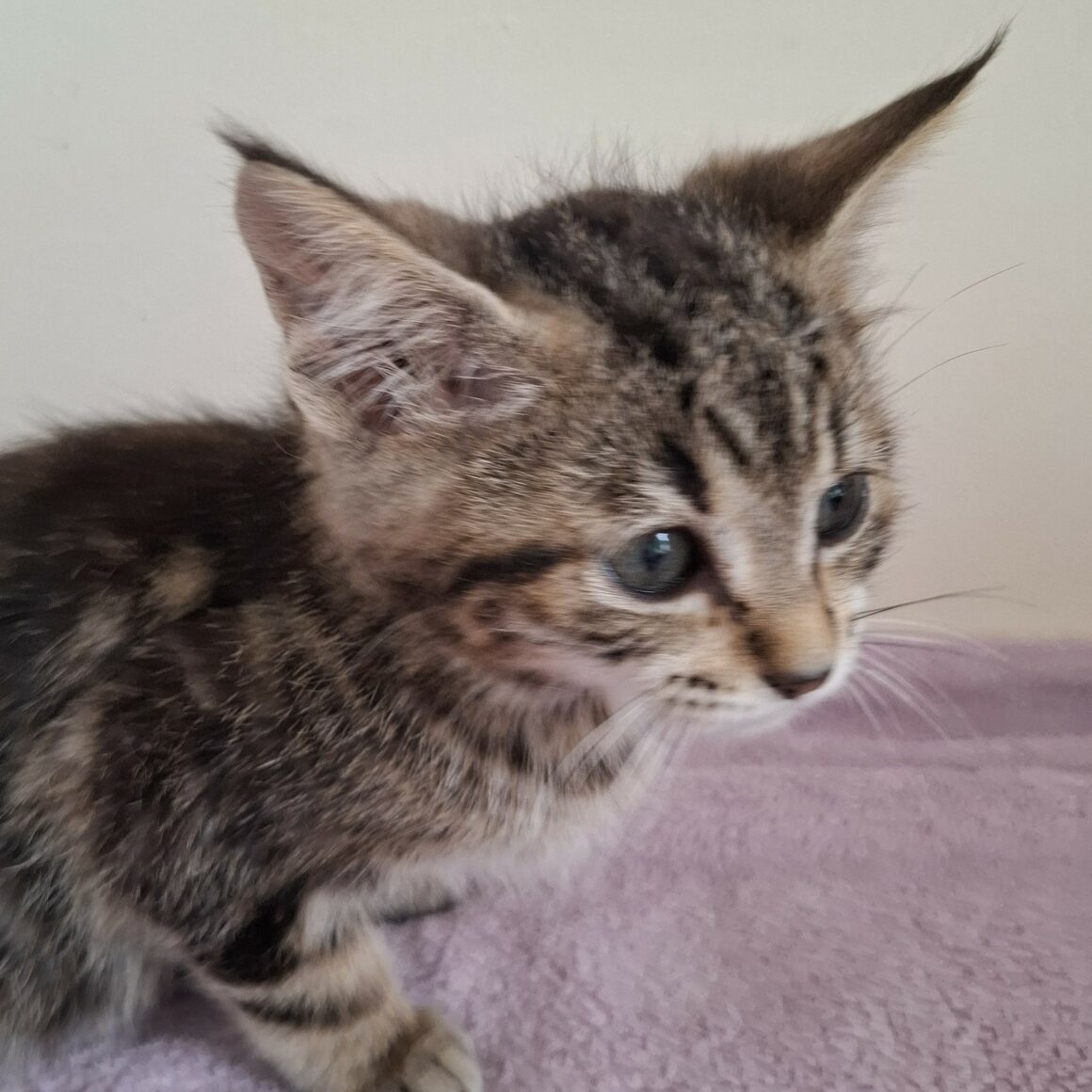 BARBIDOU- chaton