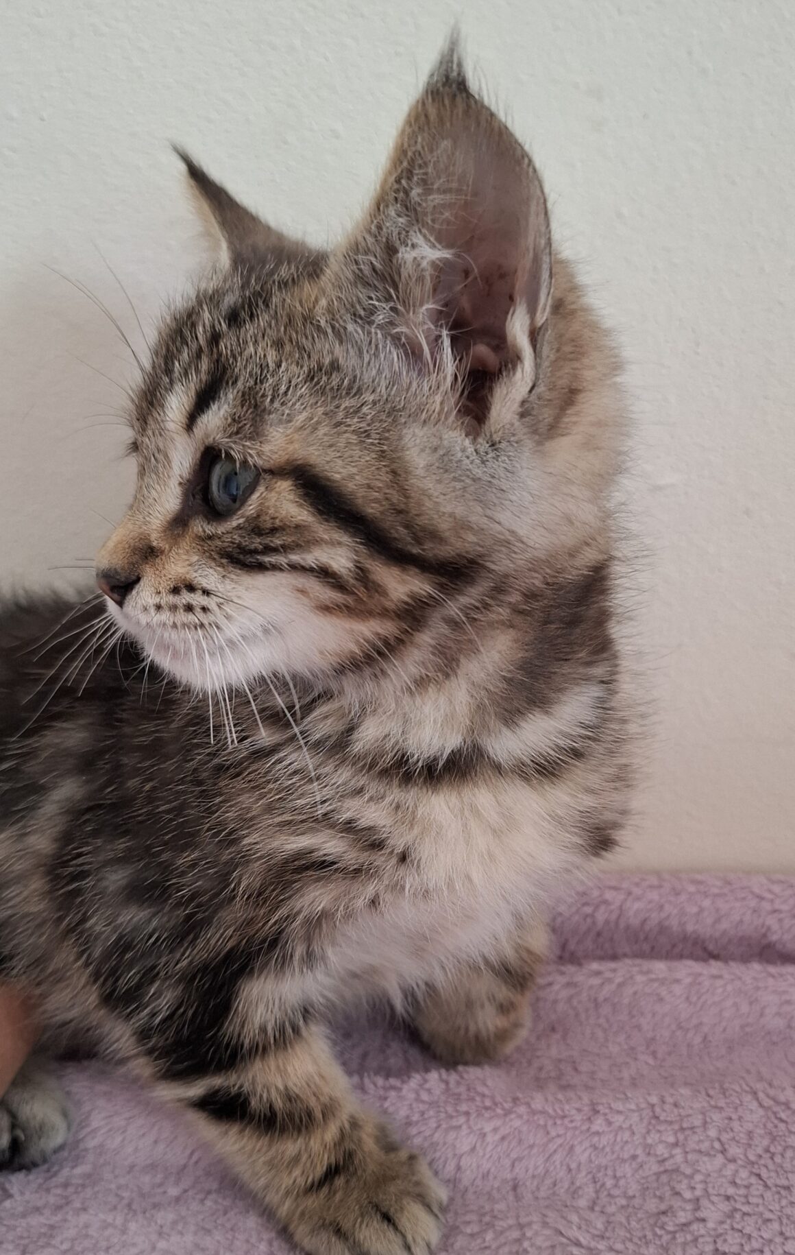 BARBIDOU- chaton