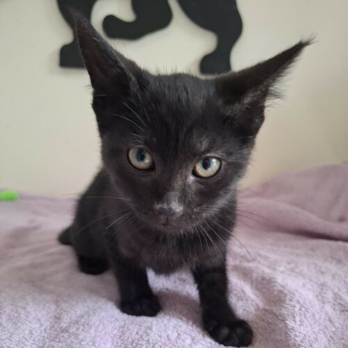 BARBIDUR- chaton