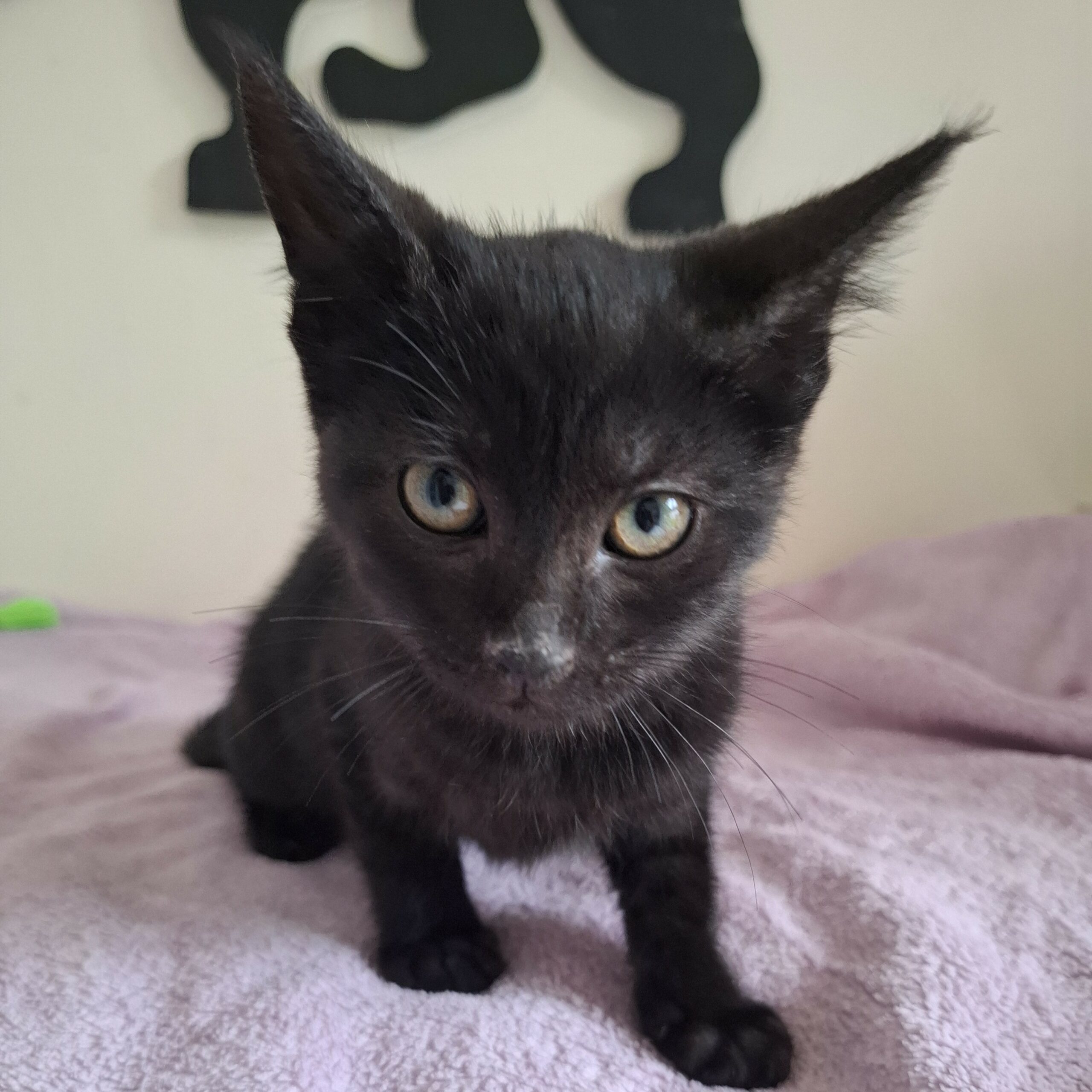 BARBIDUR- chaton