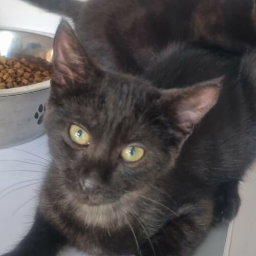 BARBIDUR- chaton