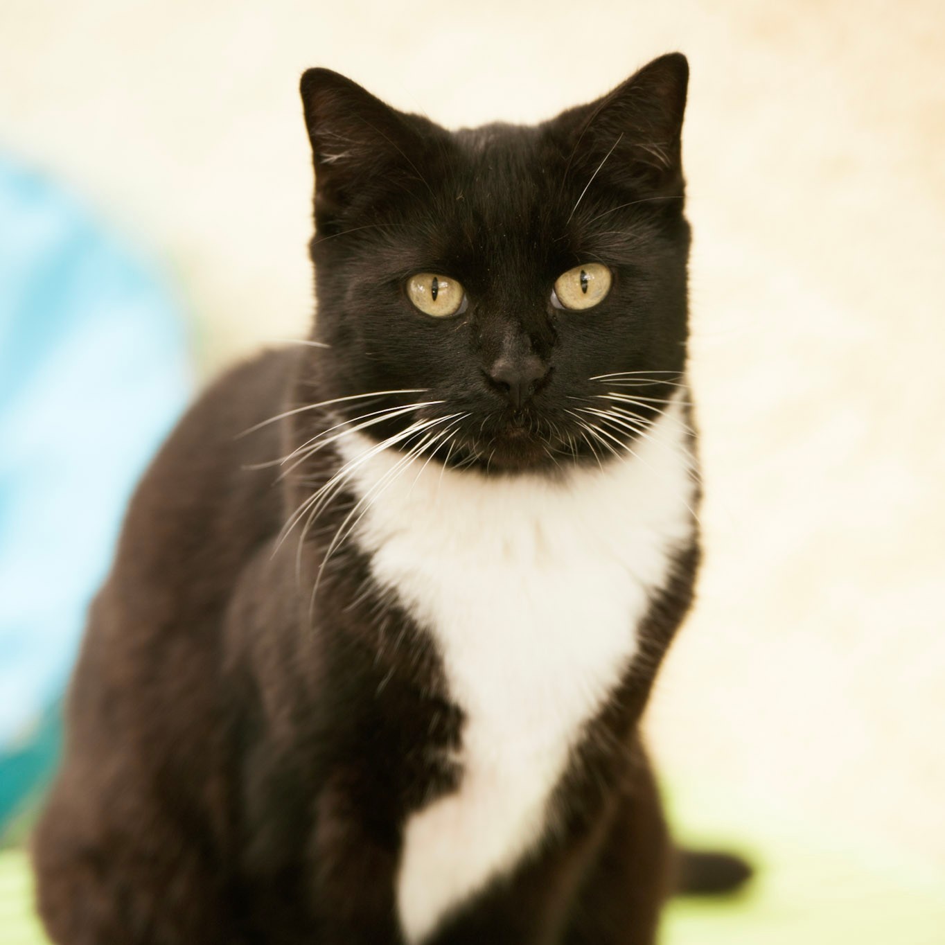 BASILÉA – 2 ans
