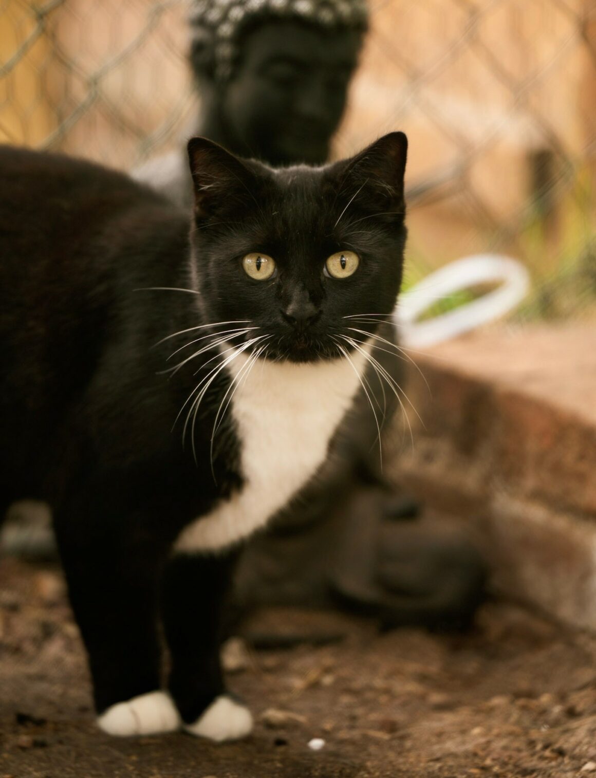 BASILÉA – 2 ans
