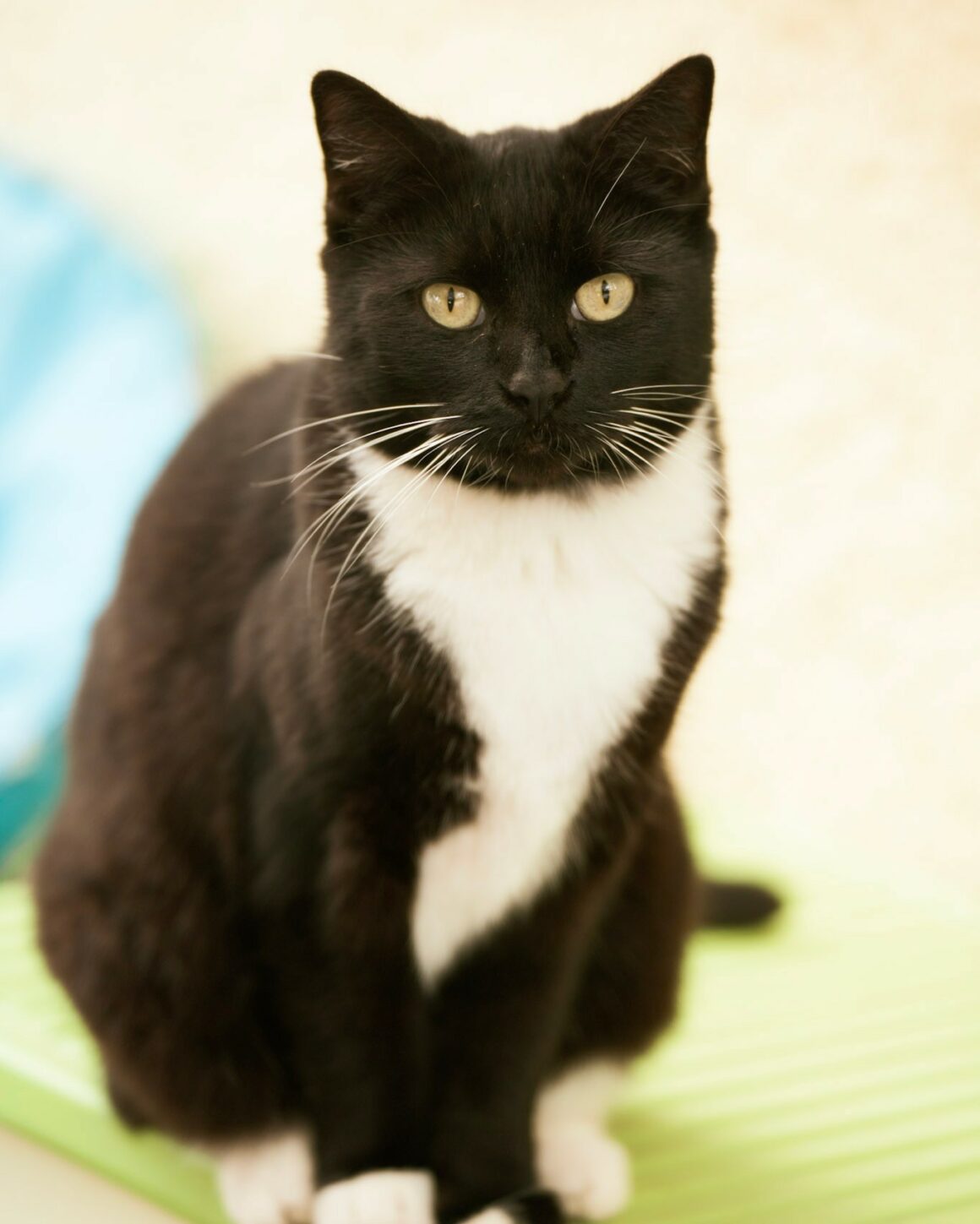 BASILÉA – 2 ans