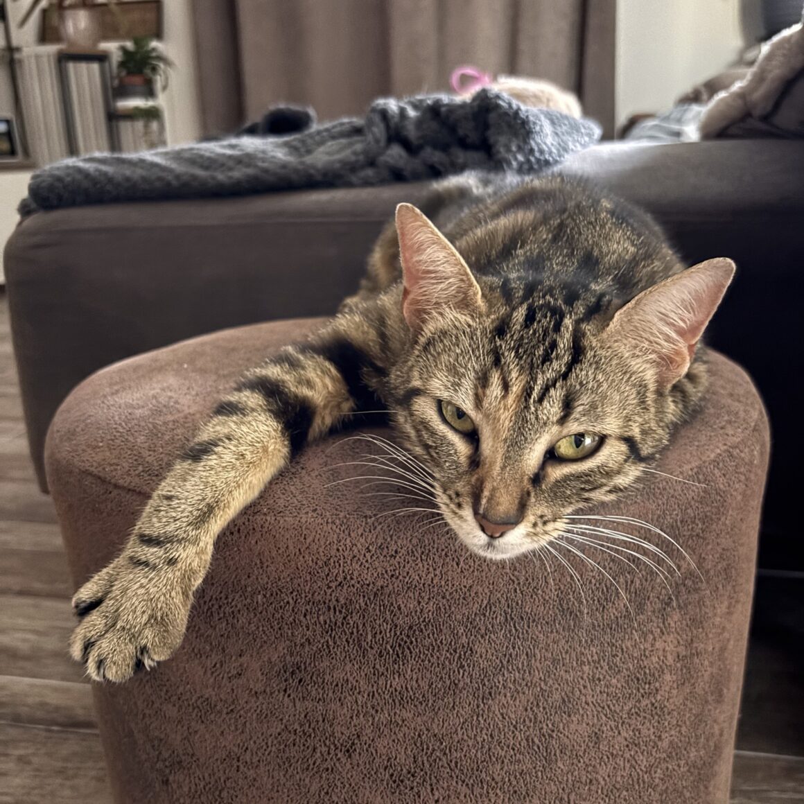 BASTET – 2 ans
