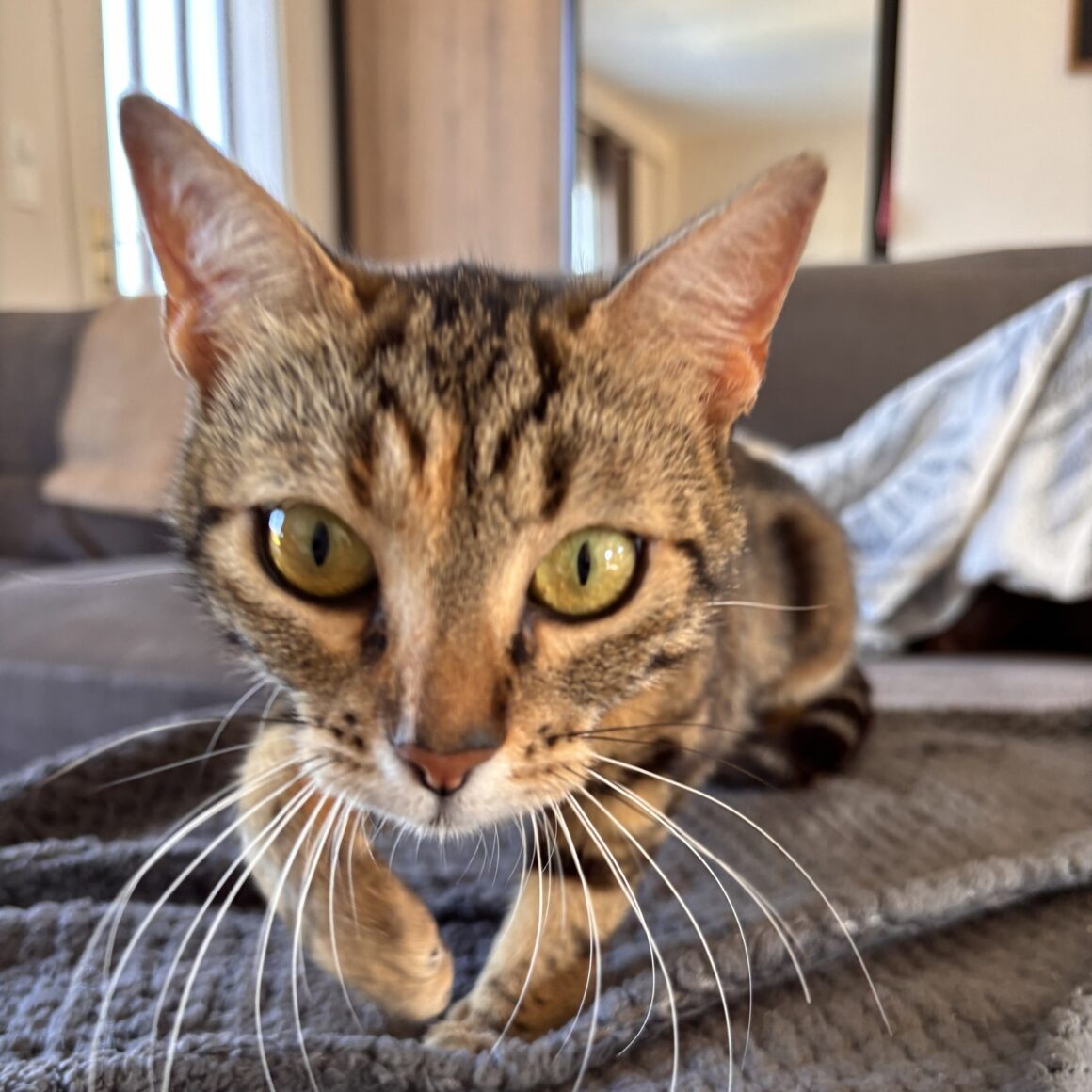 BASTET – 2 ans
