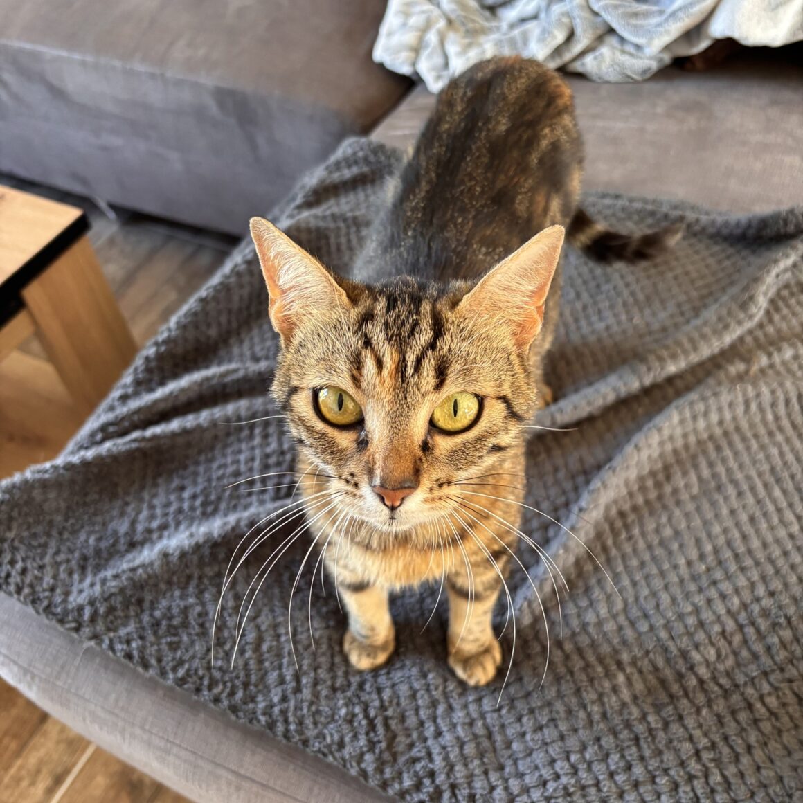 BASTET – 2 ans