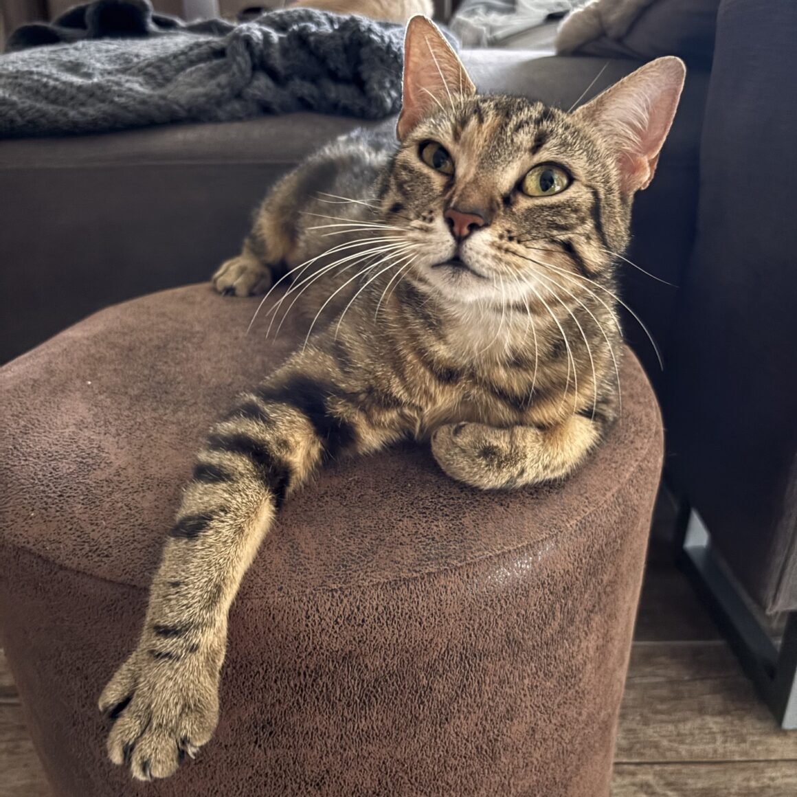 BASTET – 2 ans adoptée