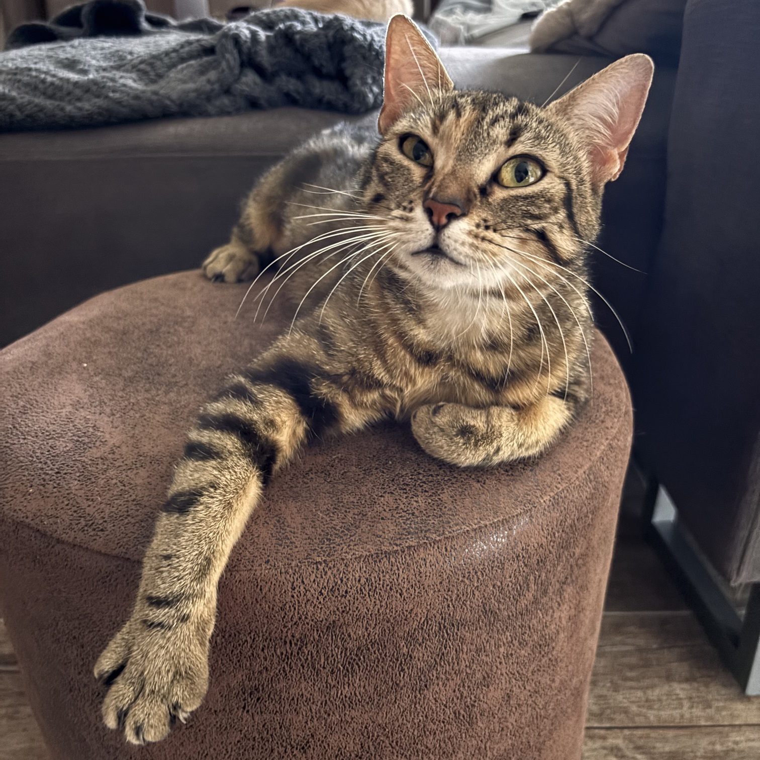 BASTET – 2 ans