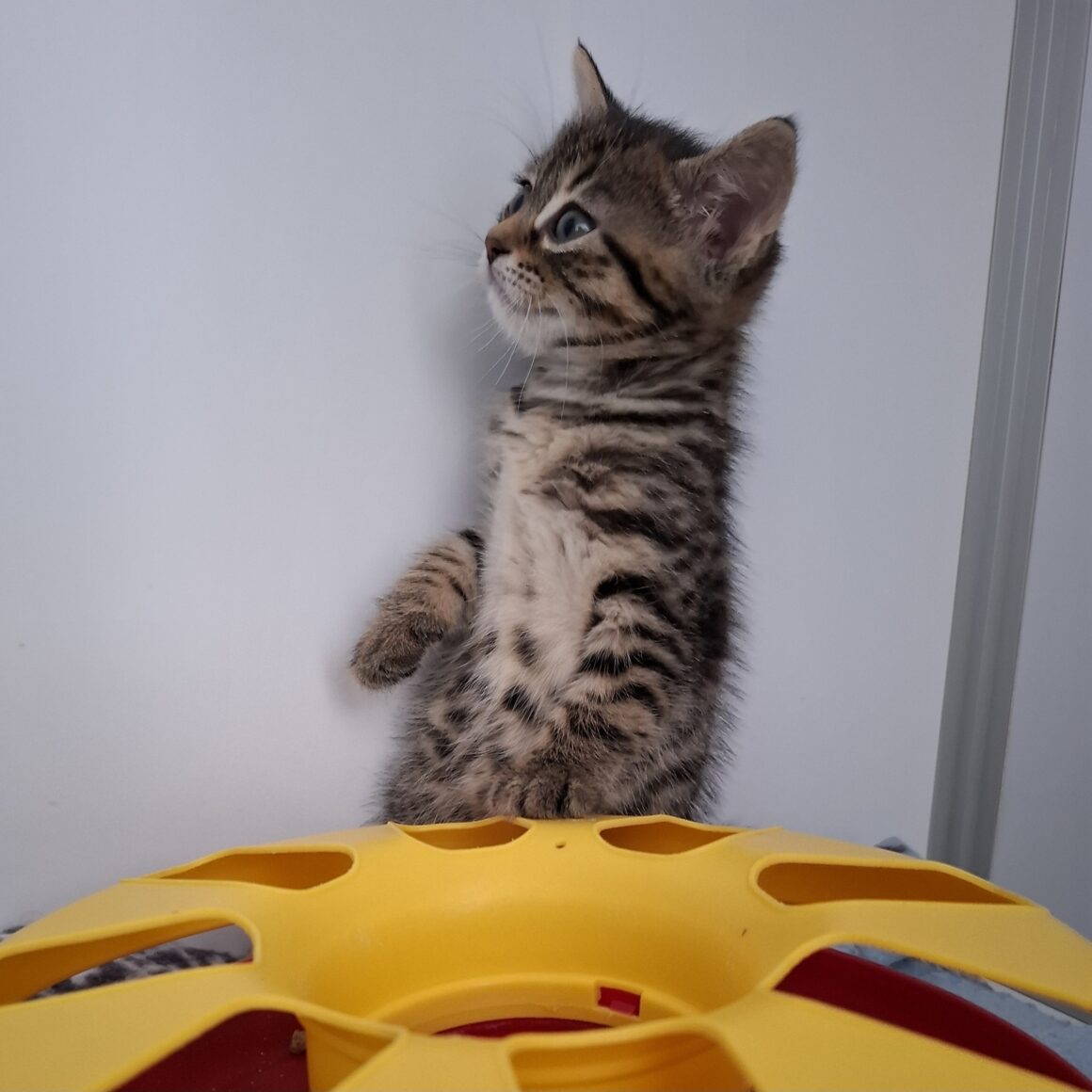 BAXTER – Chaton