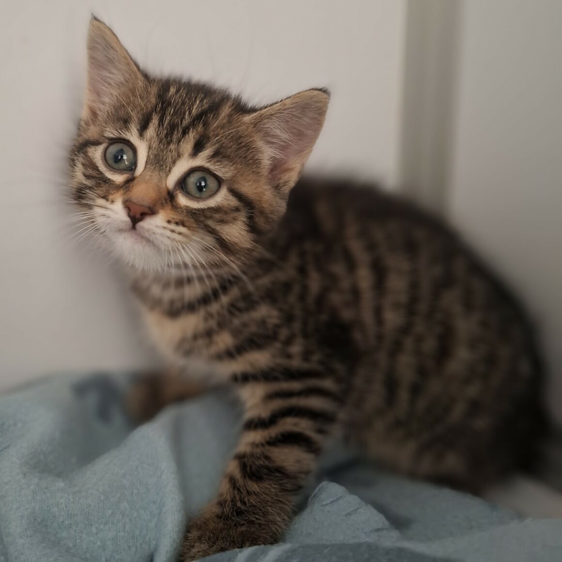 BAXTER – Chaton