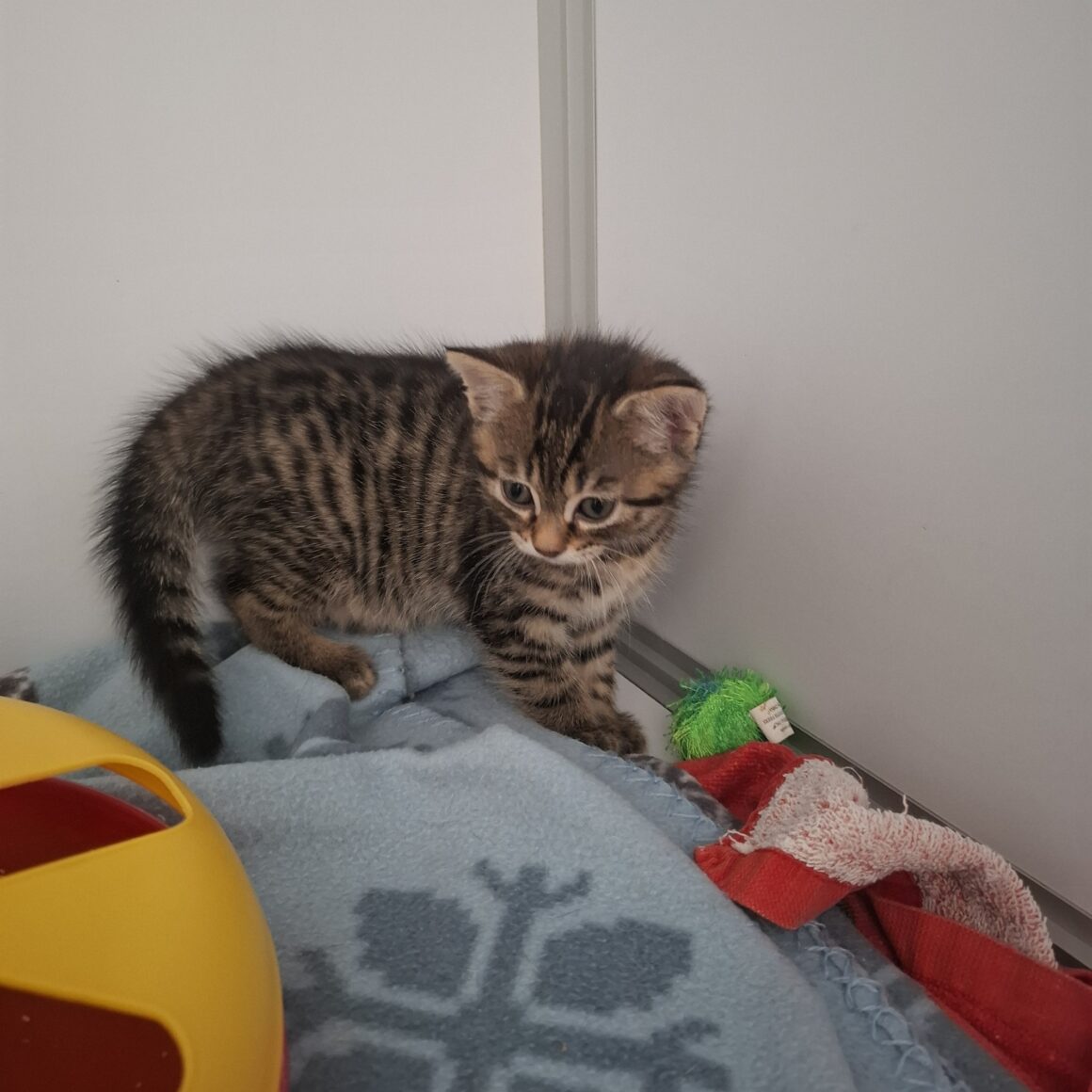 BAXTER – Chaton