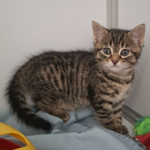 BAXTER – Chaton réservé