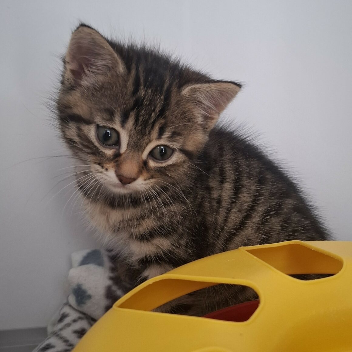 BAXTER – Chaton