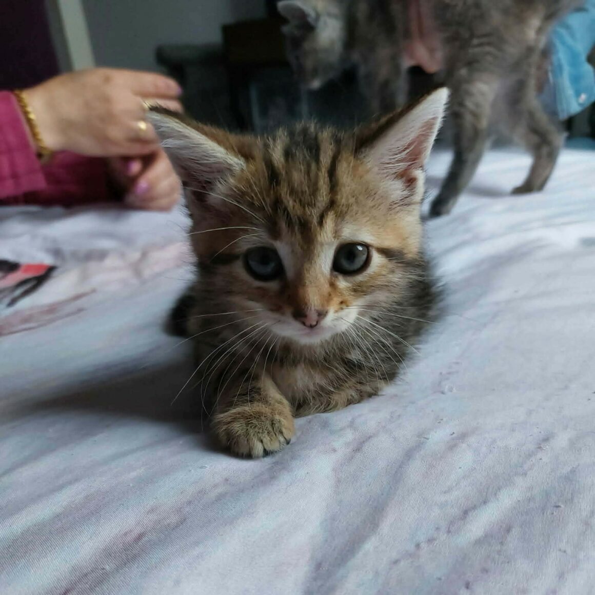 BAYA chaton