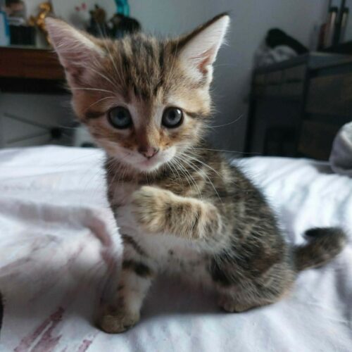 BAYA chaton adoptée