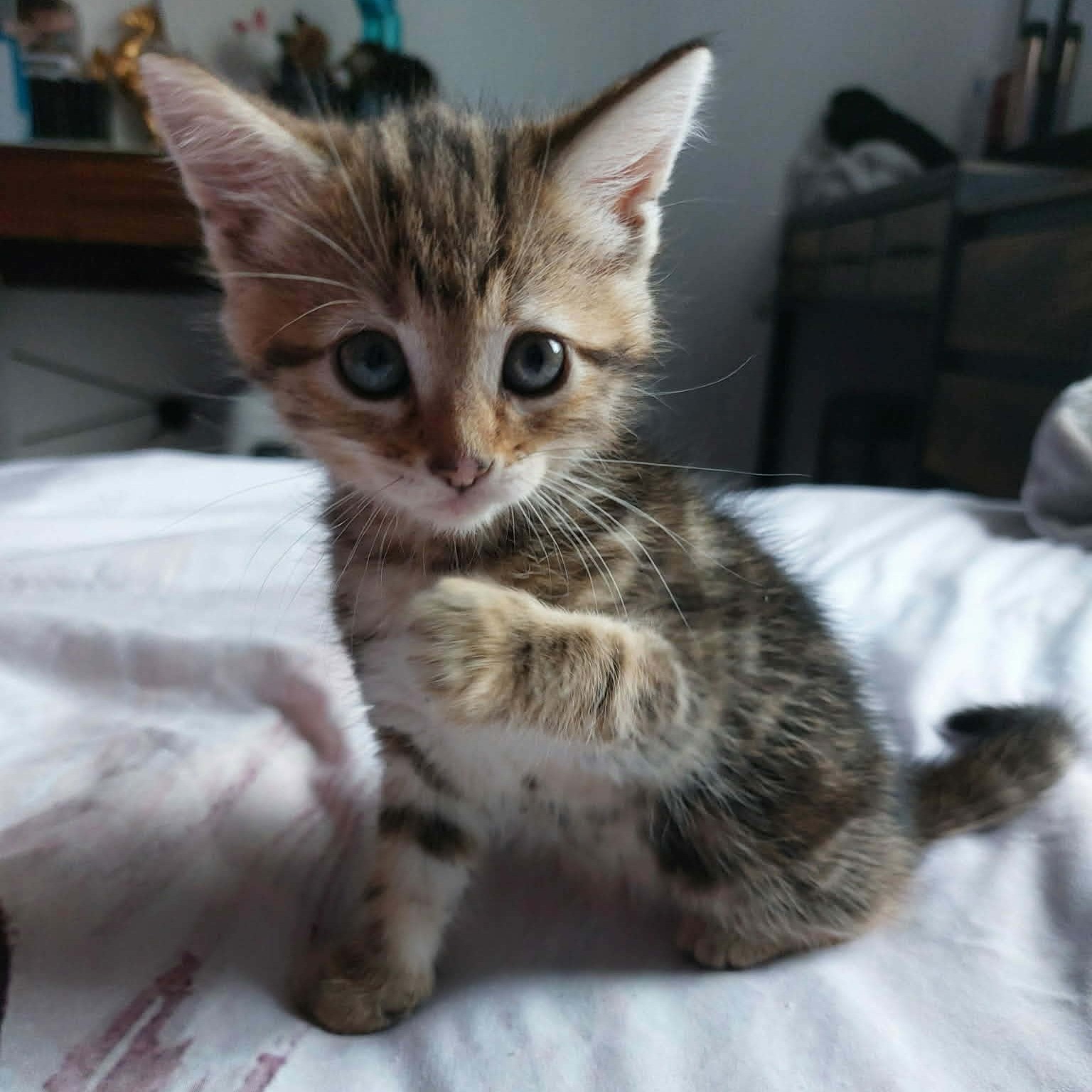 BAYA chaton adoptée