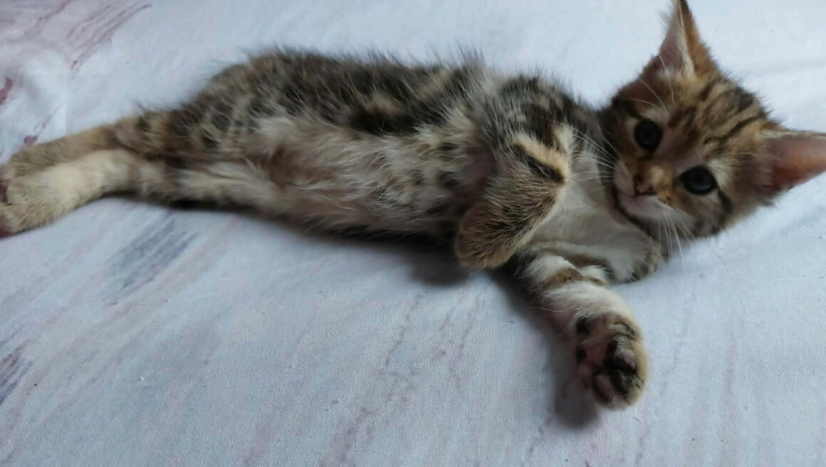 BAYA chaton