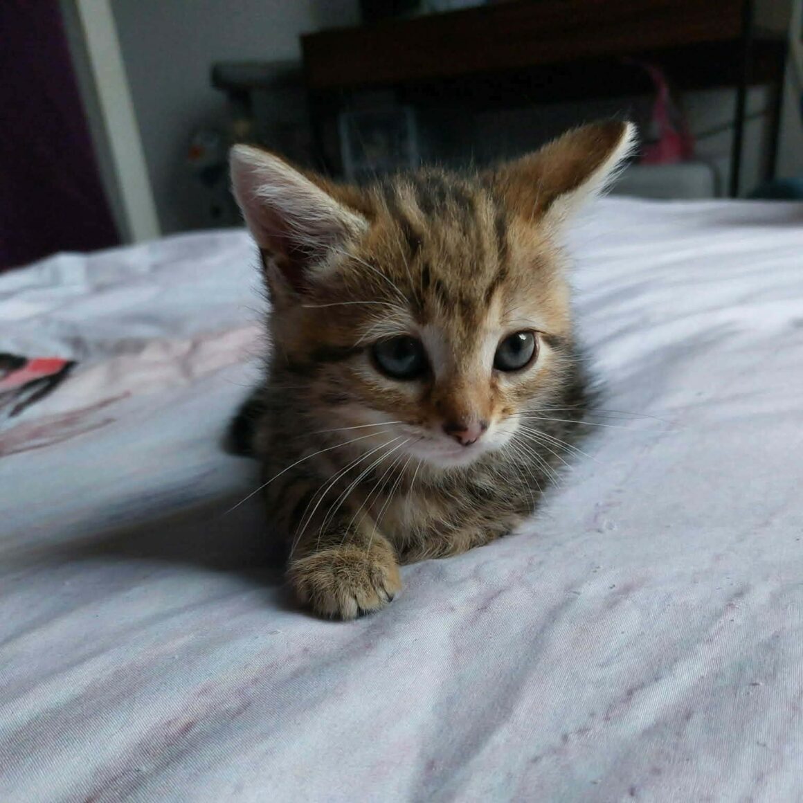 BAYA chaton