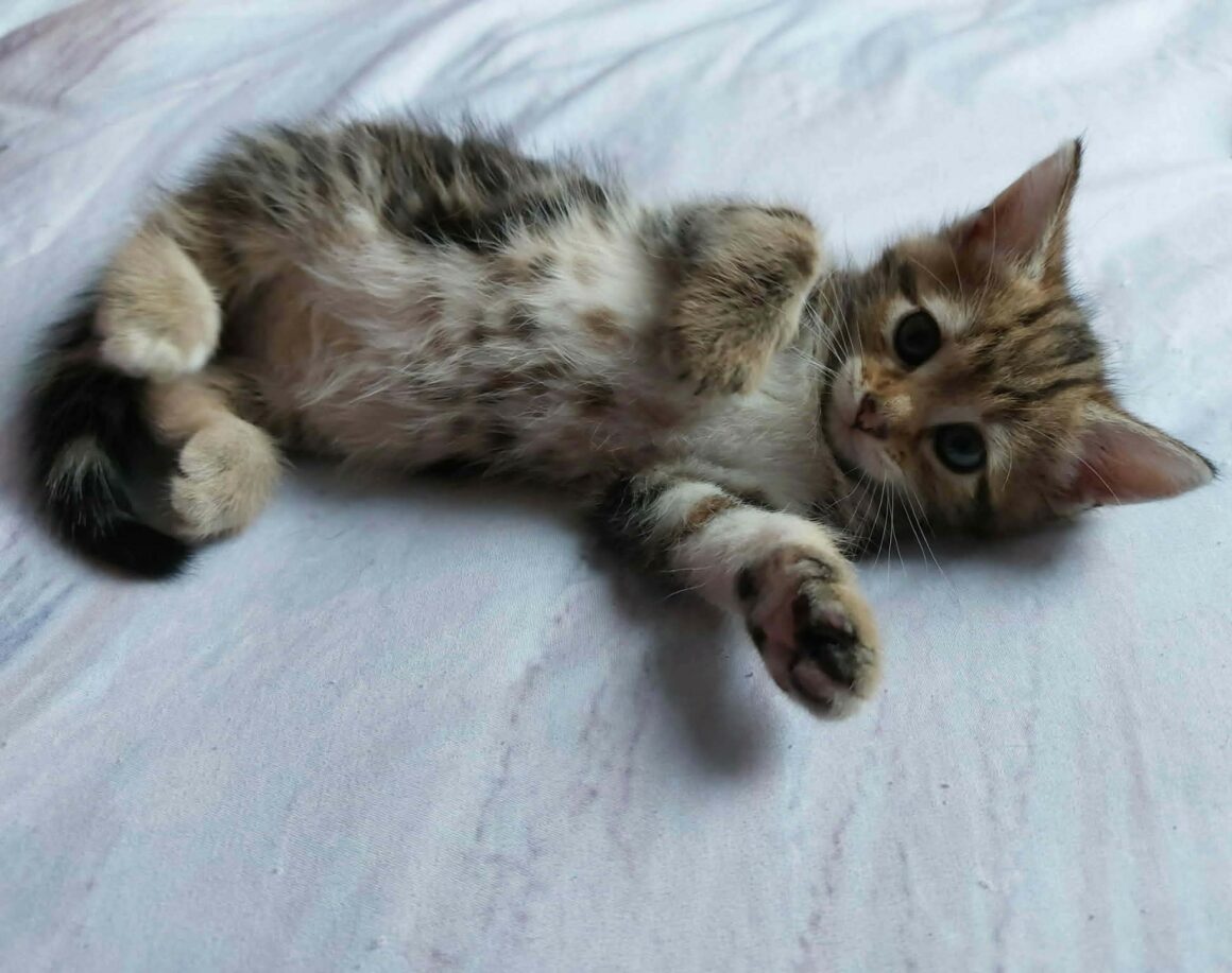 BAYA chaton