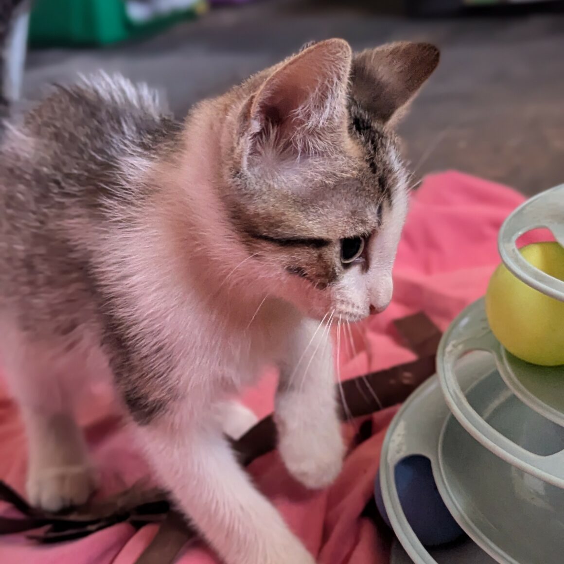 BEBECAILLE – chaton