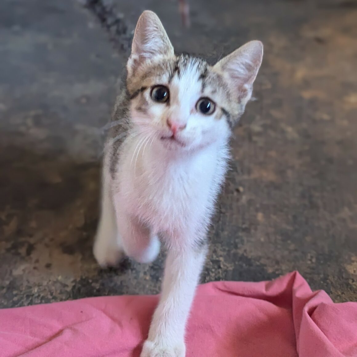 BEBECAILLE – chaton