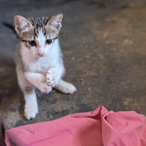 BEBECAILLE – chaton