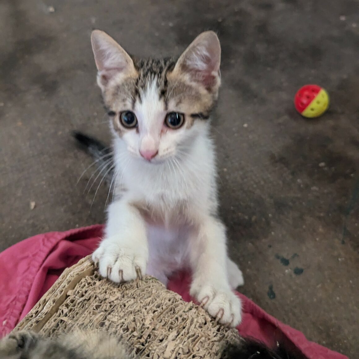 BEBECAILLE – chaton