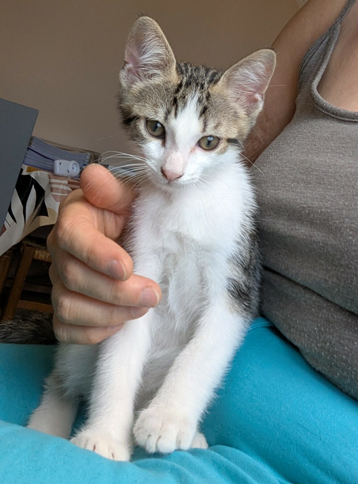 BEBECAILLE – chaton
