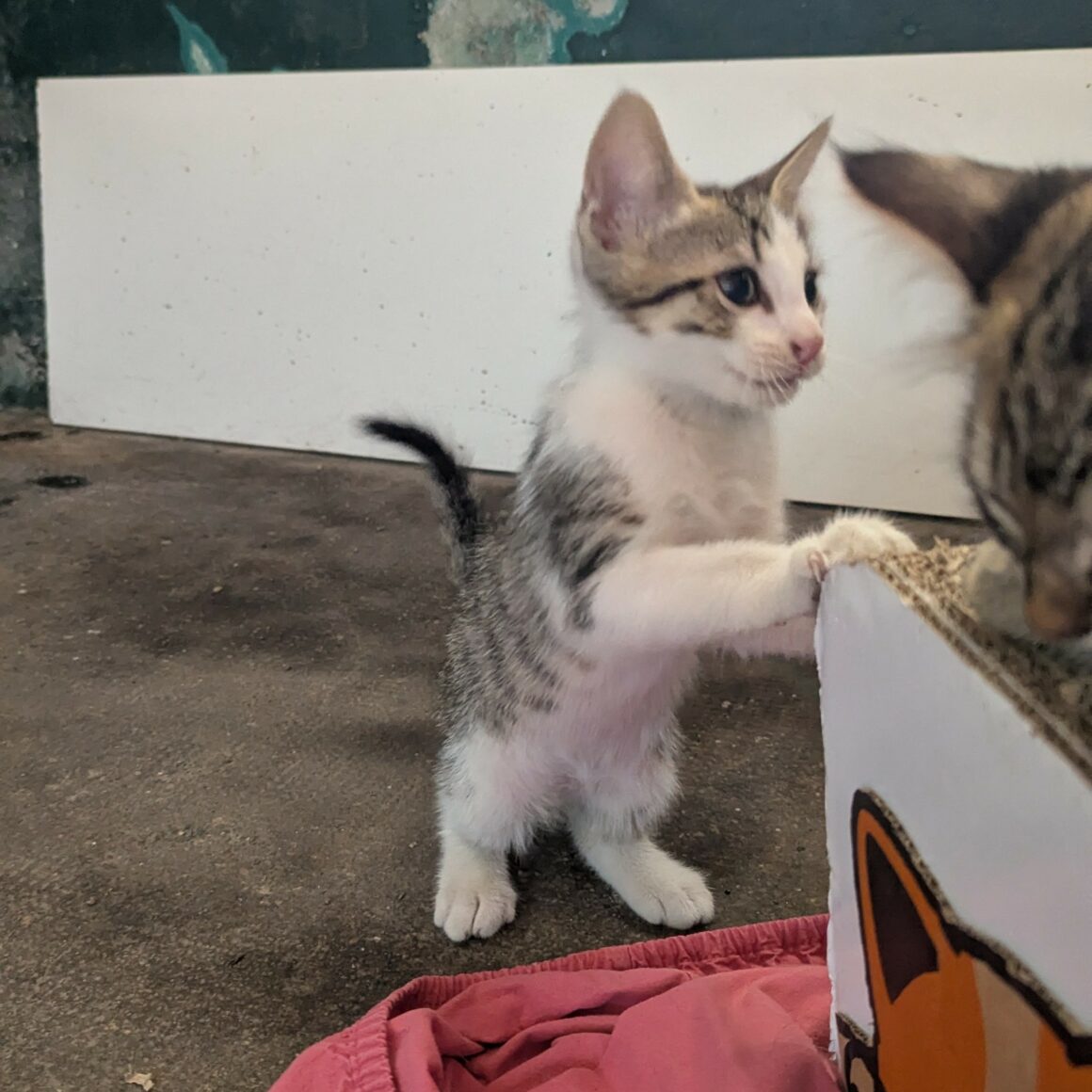 BEBECAILLE – chaton