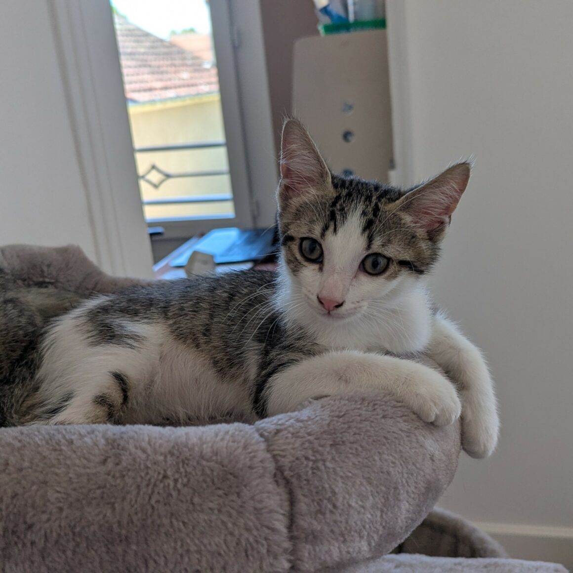 BEBECAILLE – chaton