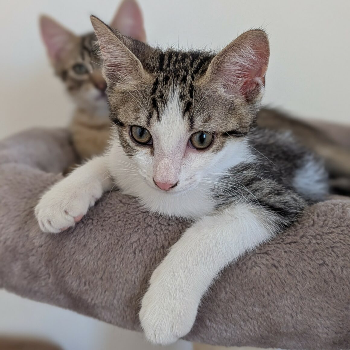 BEBECAILLE – chaton