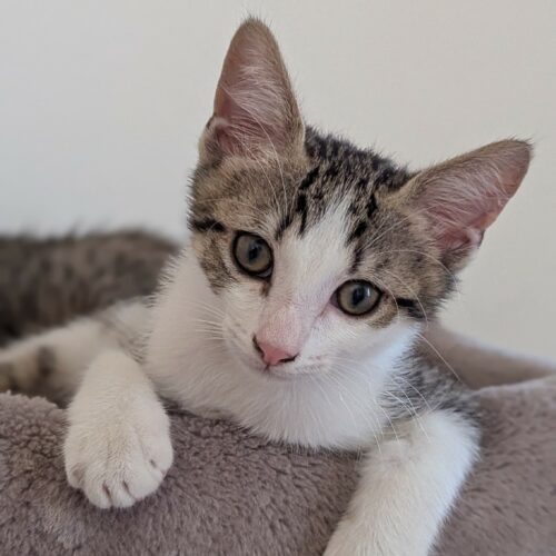 BEBECAILLE – chaton